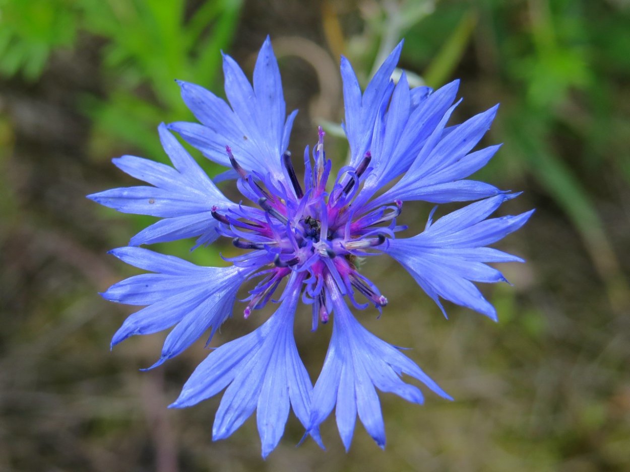 Василек синий (Centaurea cyanus)