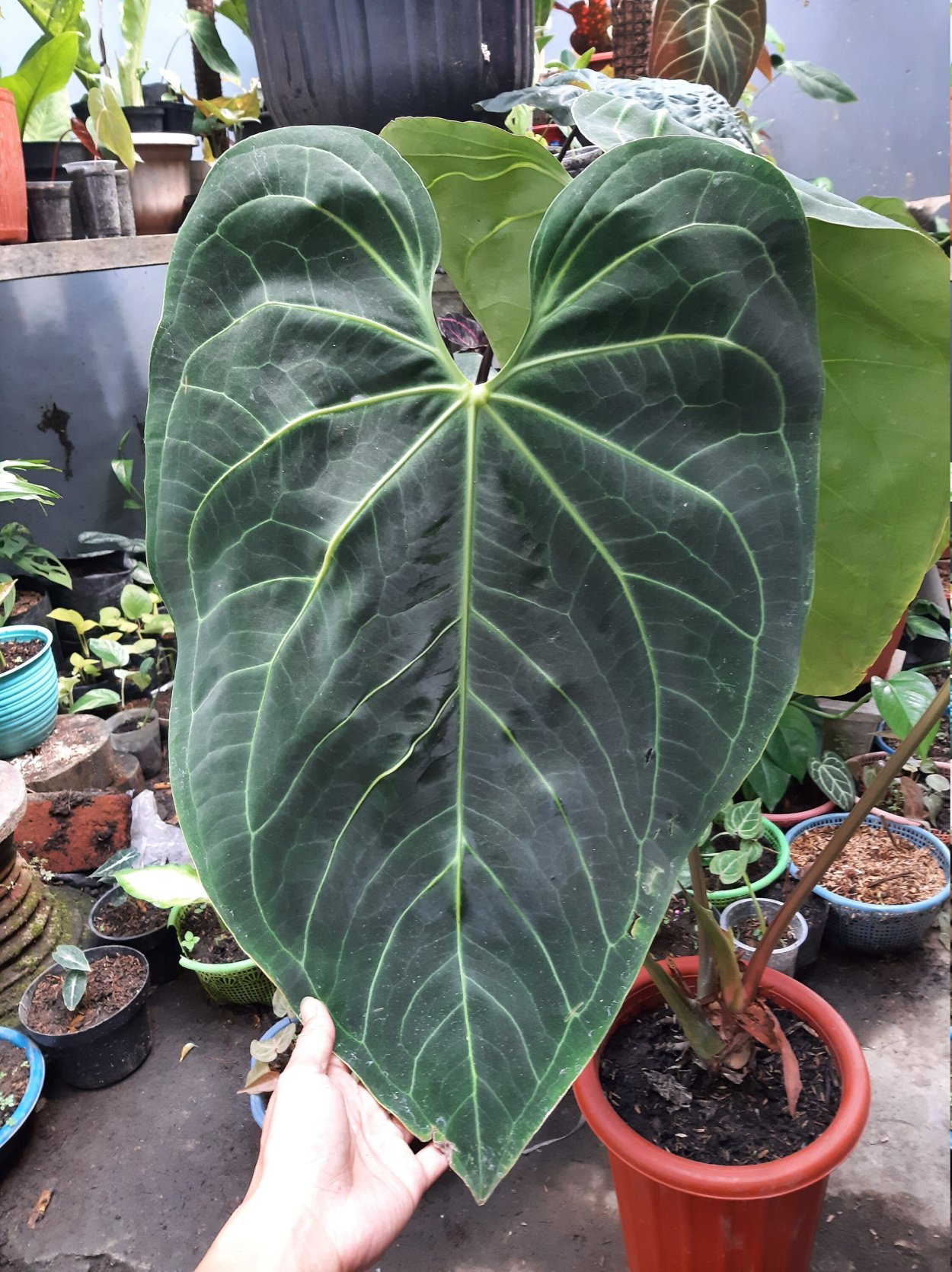 Антуриум Магнификум Сильвер