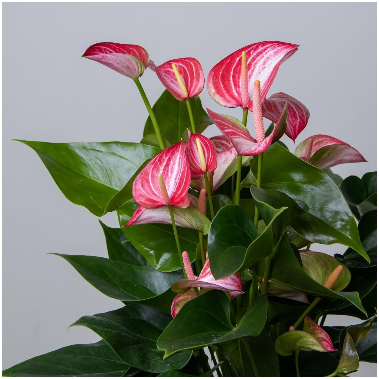 Антуриум Ливиум