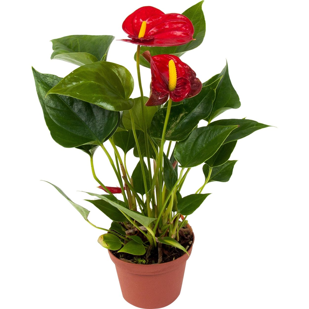 Антуриум Роял чемпион