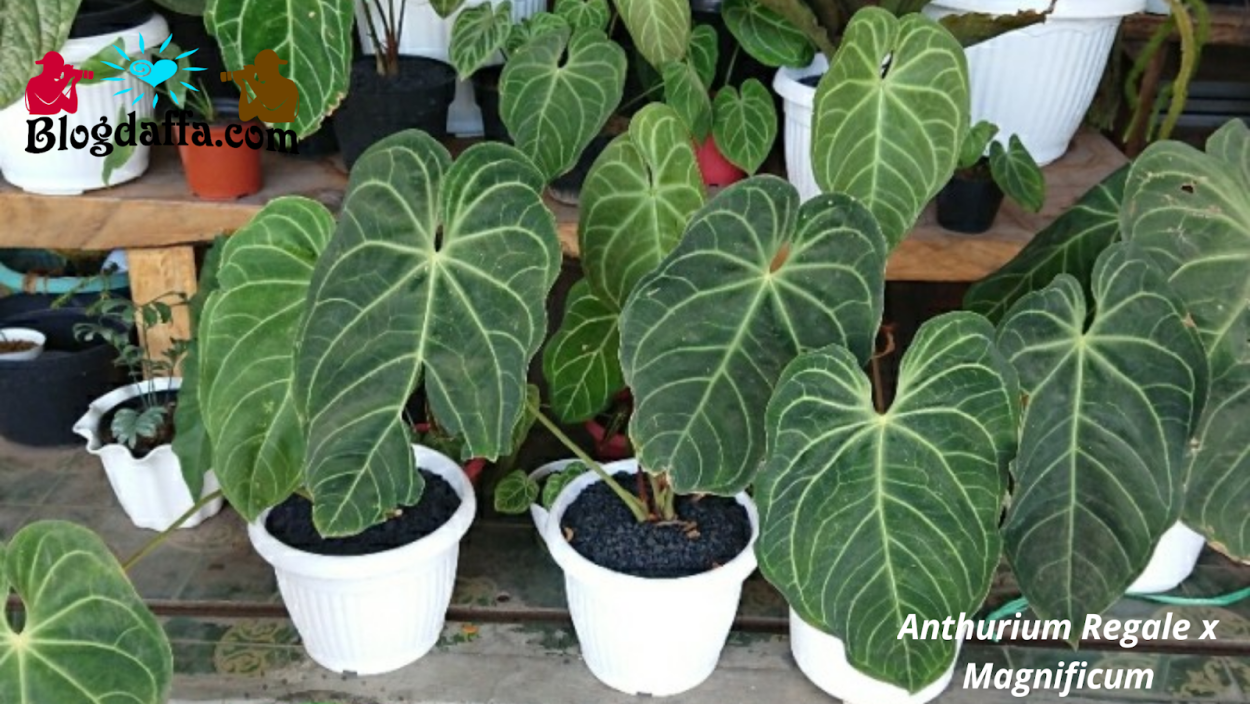 Антуриум Regale