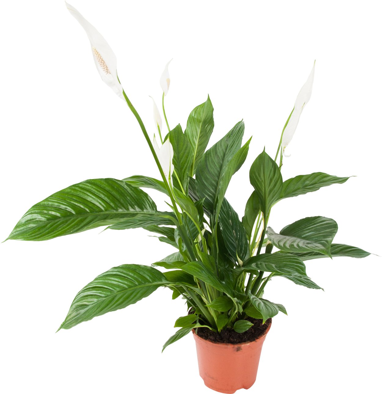 Спатифиллум Вивальди