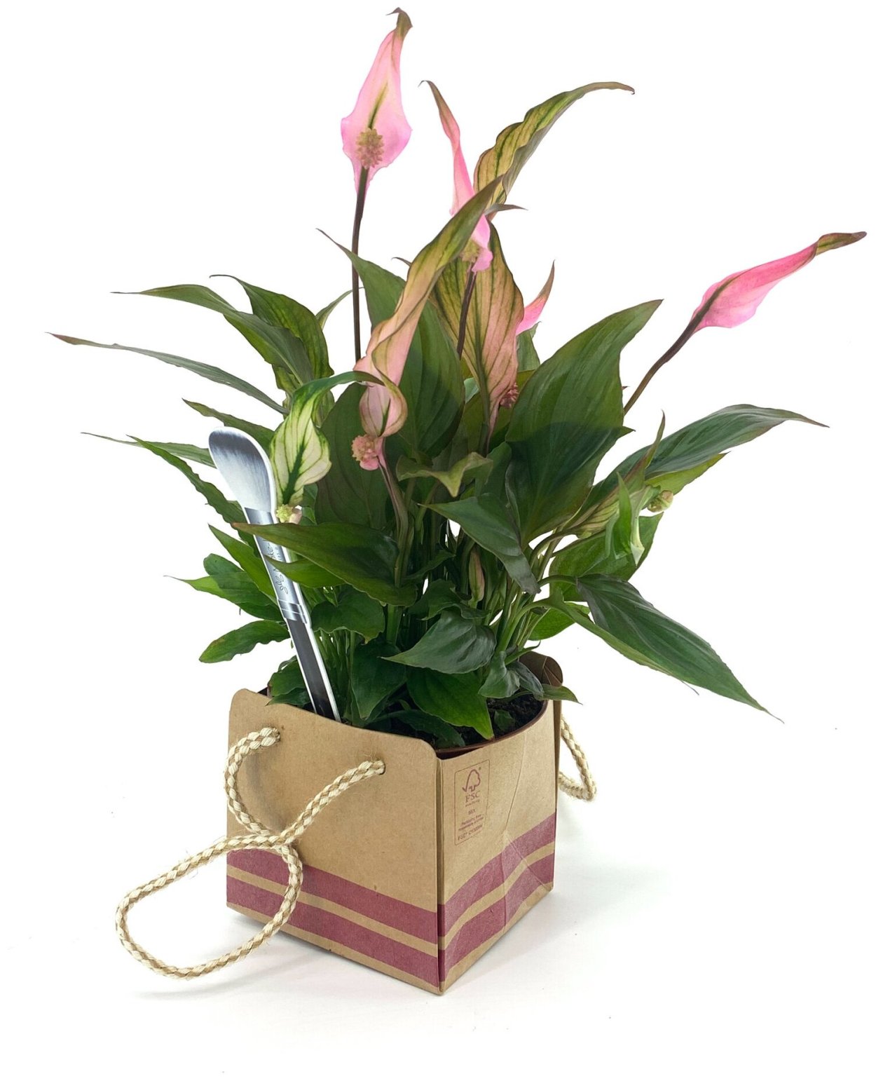 Спатифиллум Шопен Пинк