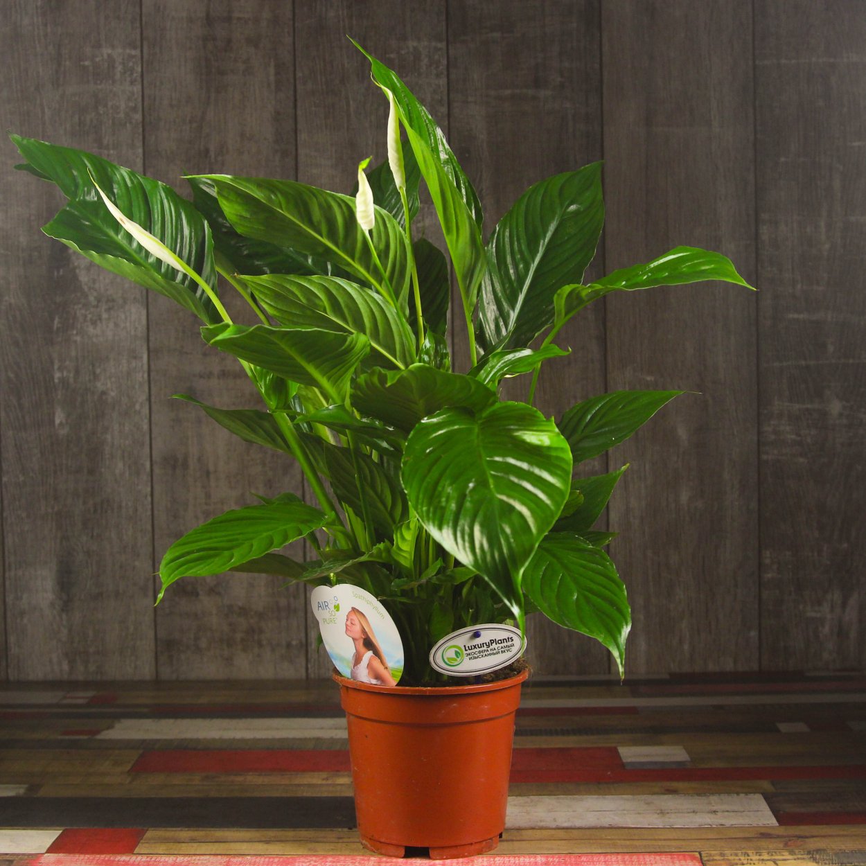 Спатифиллум в горшке дома