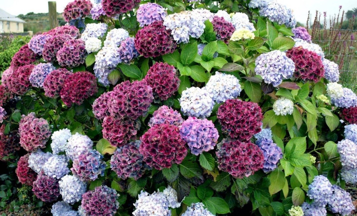 Гортензия гидрангея