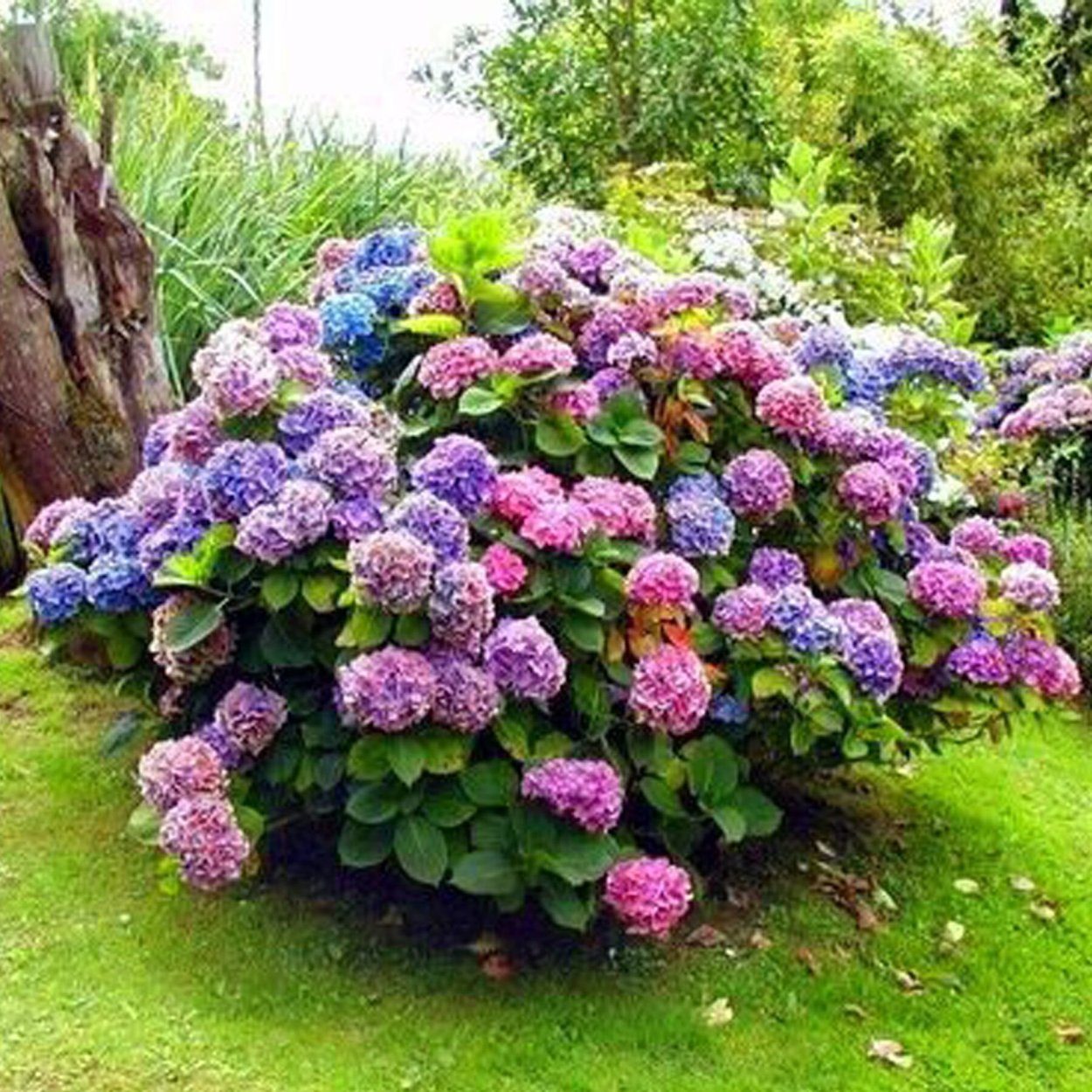 Гортензия крупнолистная кустарник