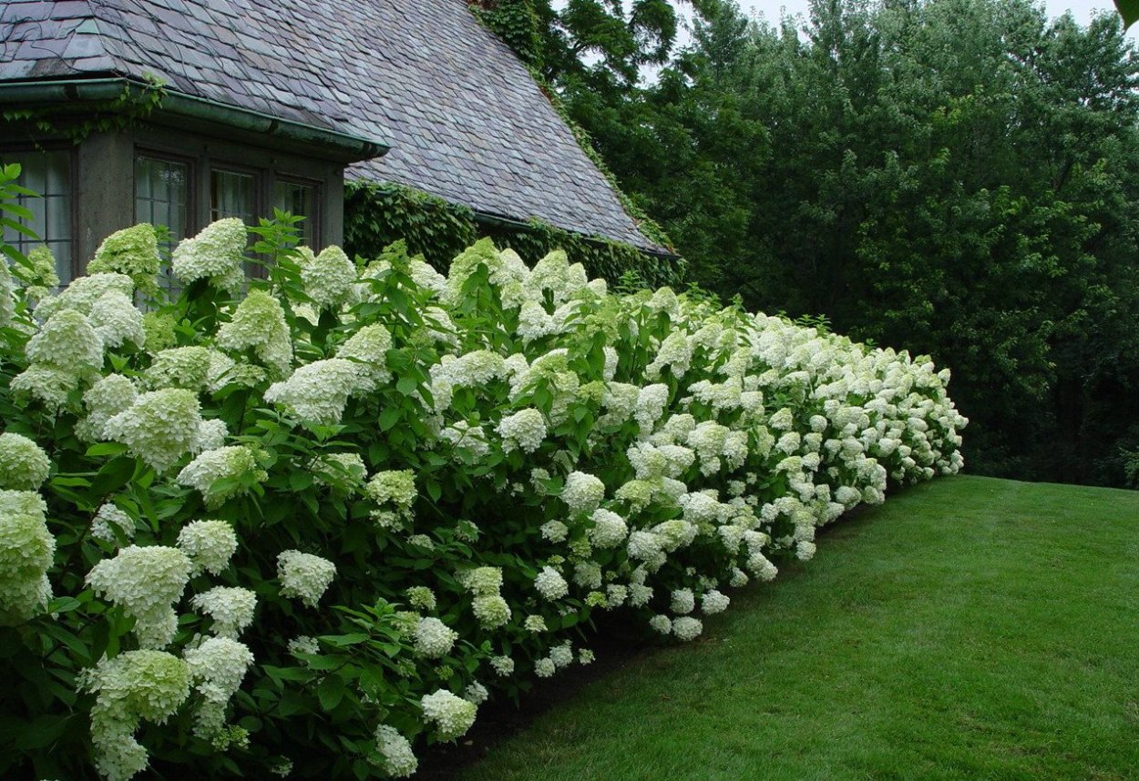 Гортензия Мэджикал Лаймлайт