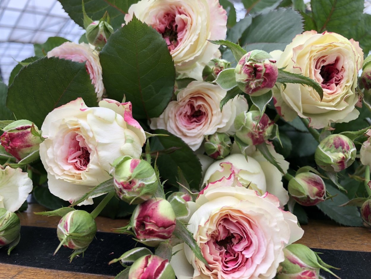 Роза Лорена Саммерхаус