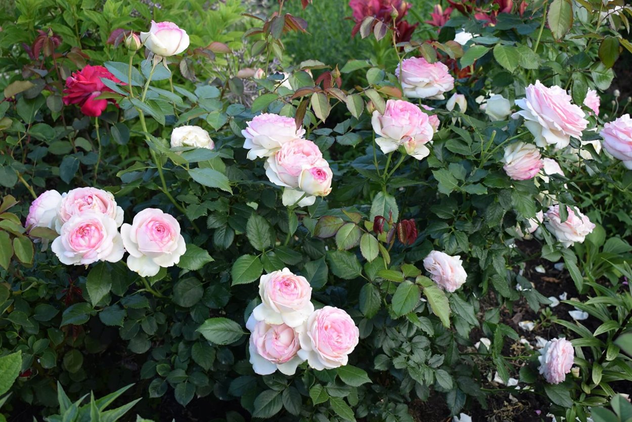 Дольче саммерхауз роза