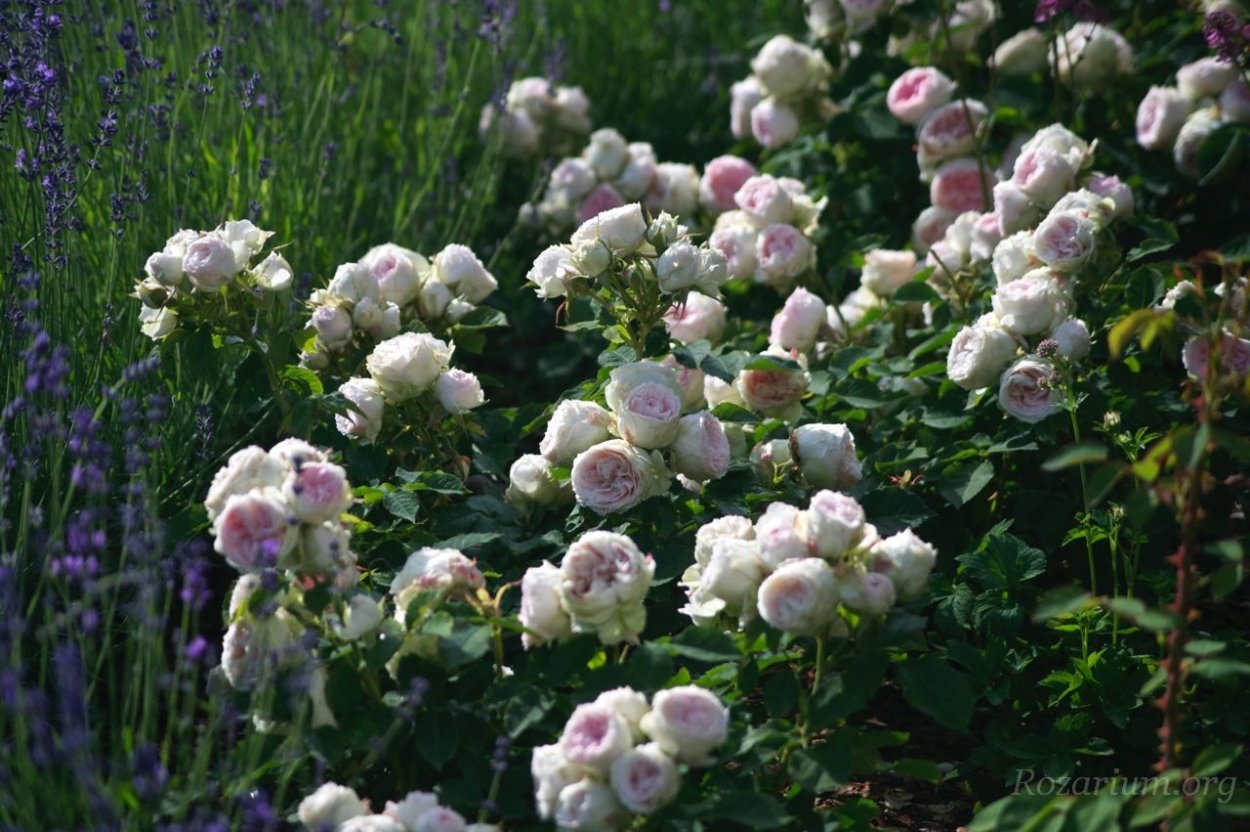 Роза пашмина Саммерхаус