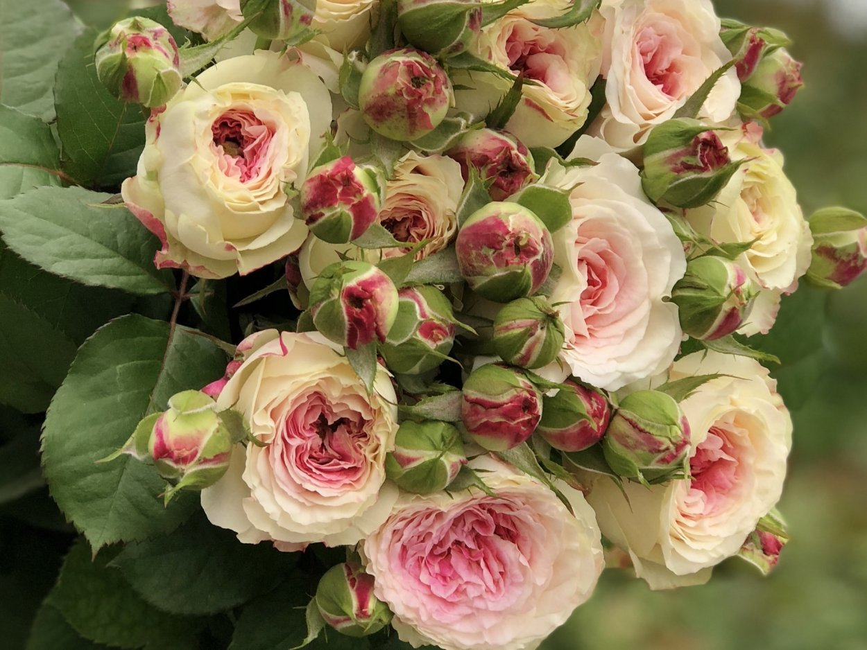 Дольче Саммерхаус (Dolce Summerhouse)