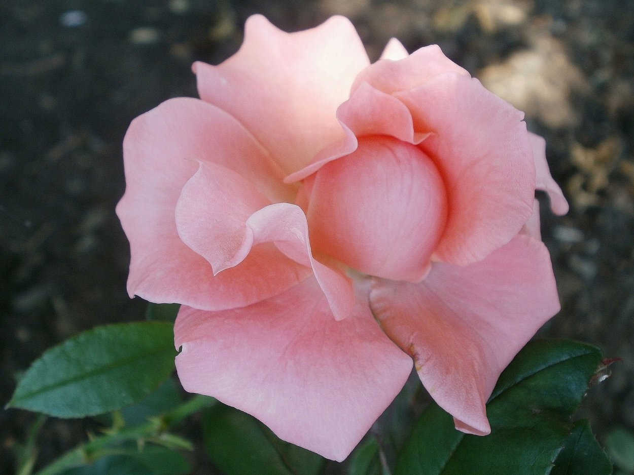 Роза принцесса Персии