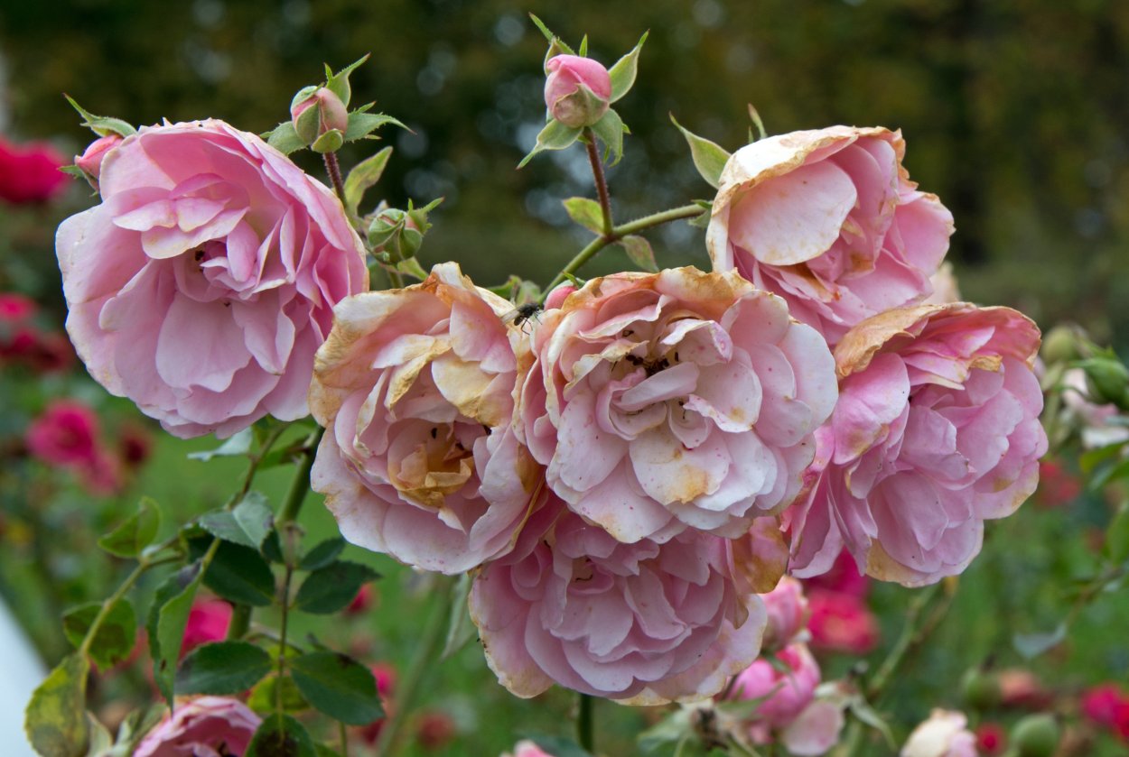 Флорибунда плей Роуз