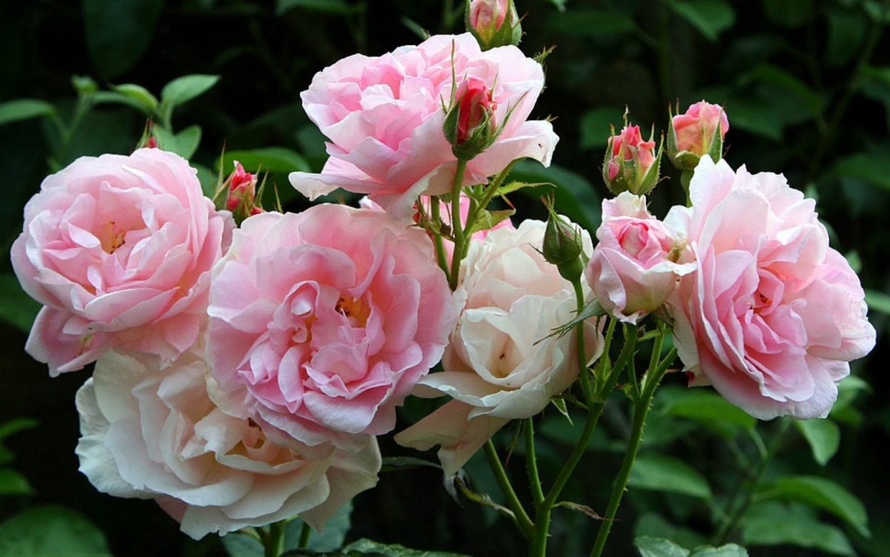 Роза кустовая саммер Роуз