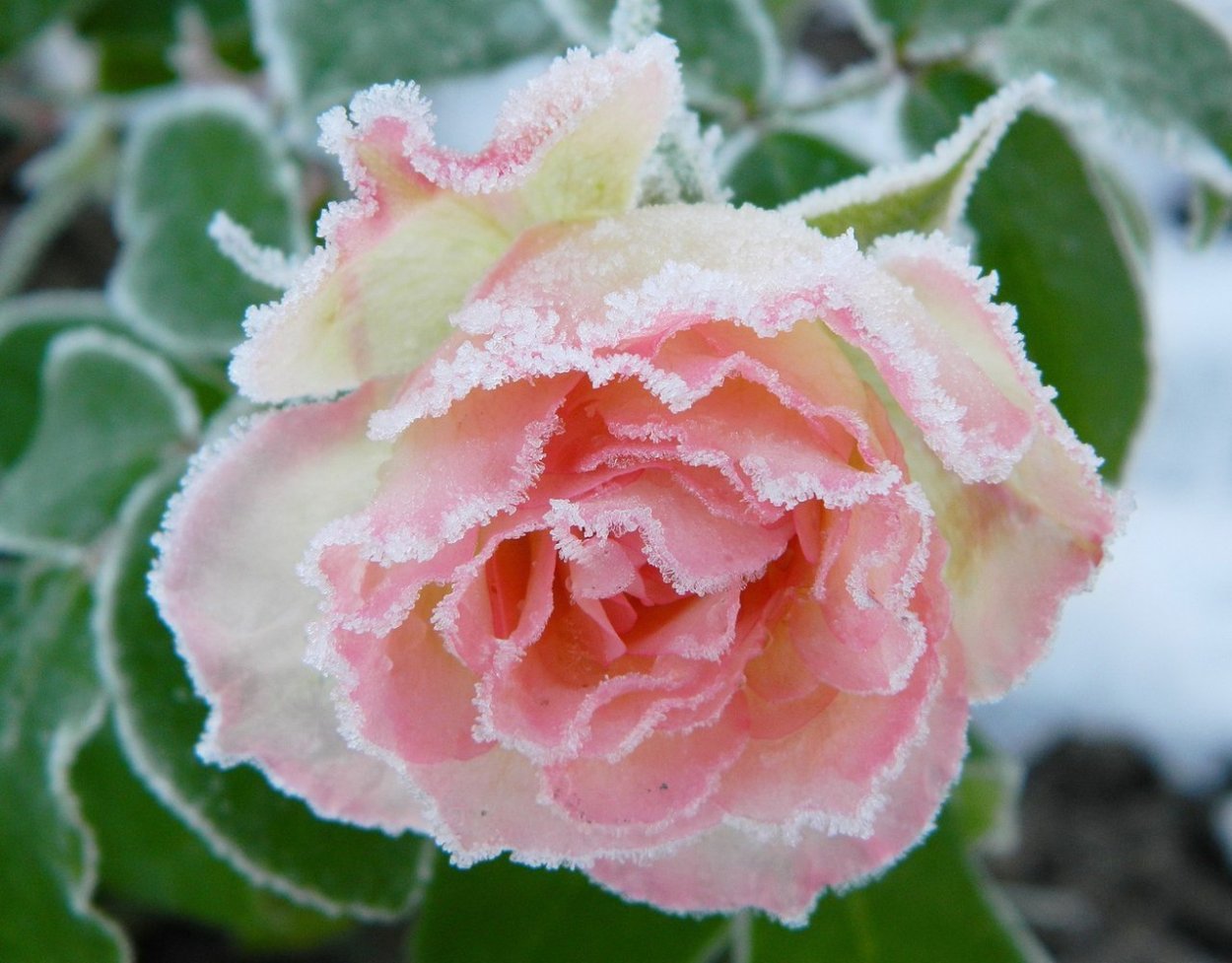 Роза Дольче Саммерхаус