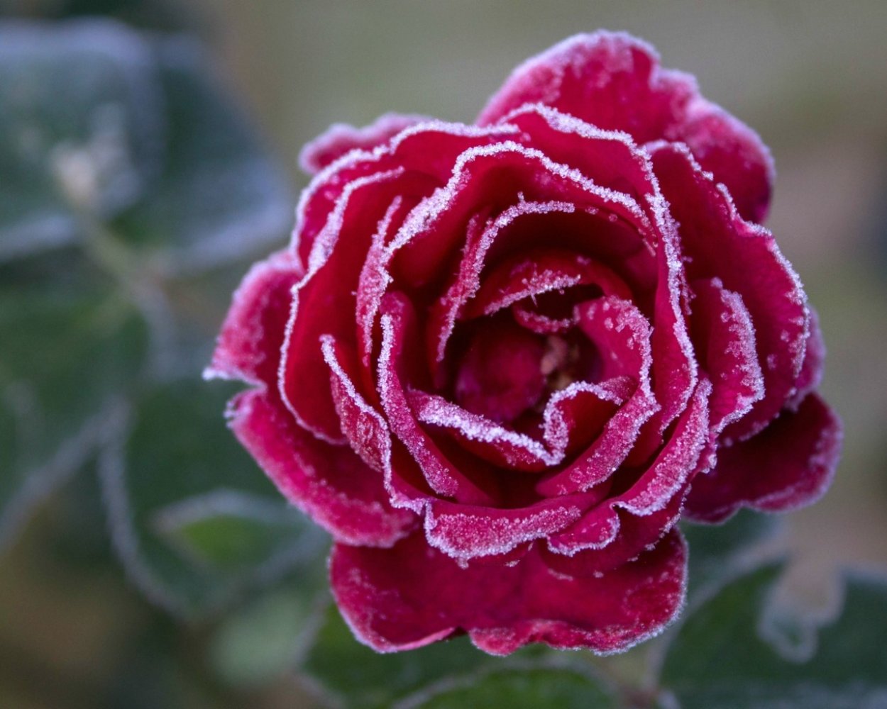 Фрозен Саммерхаус роза