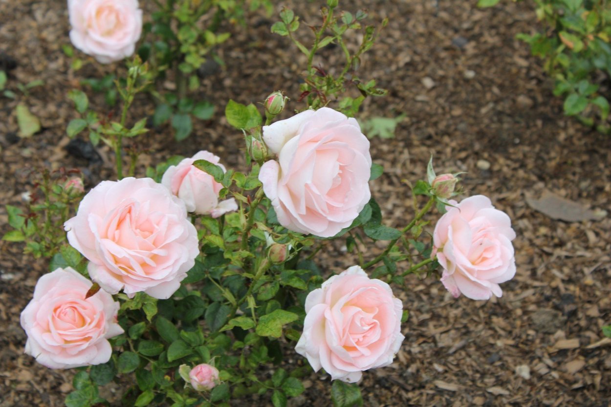 Роза Дольче Саммерхаус