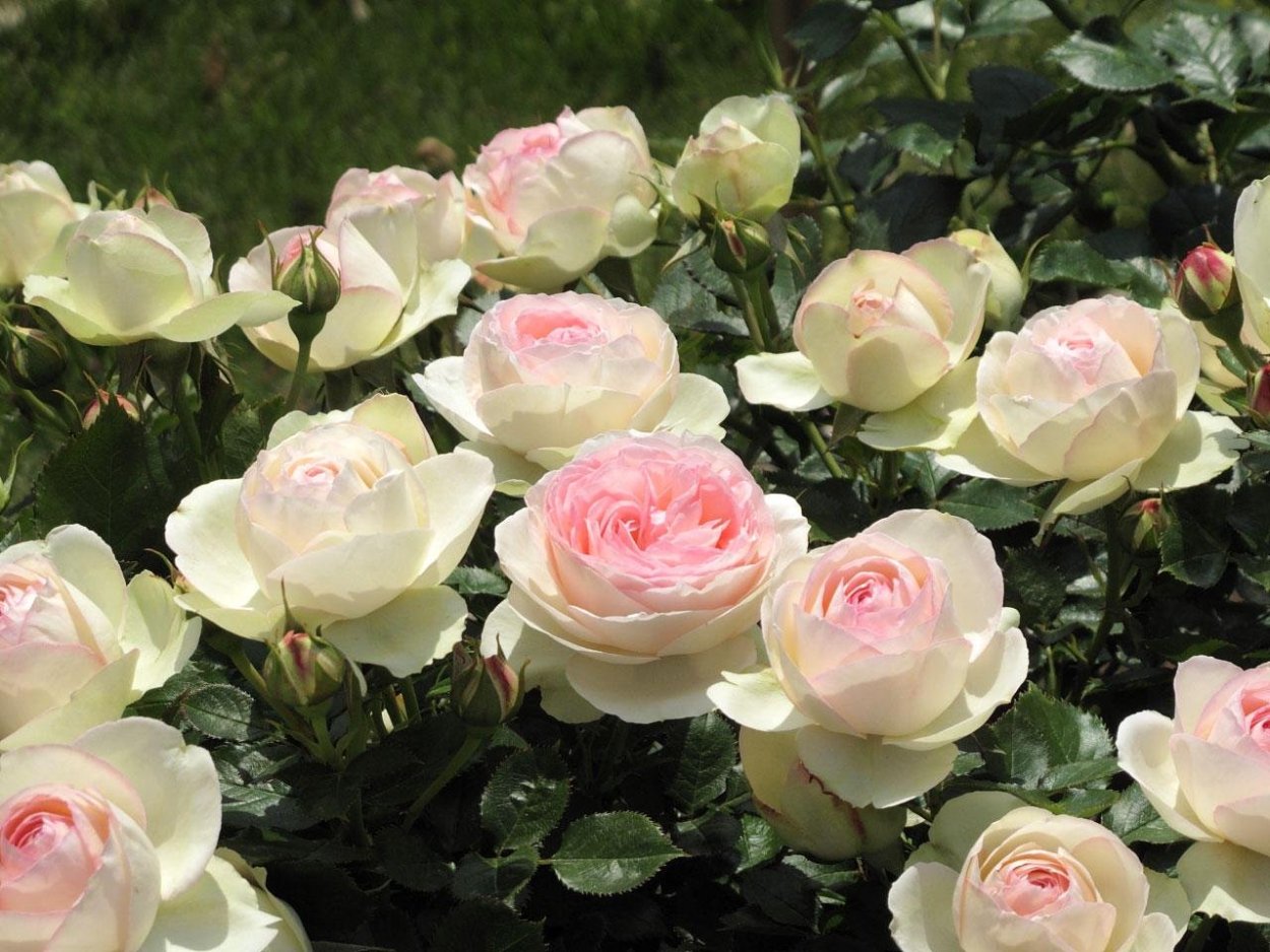 Роза Сабрина плетистая