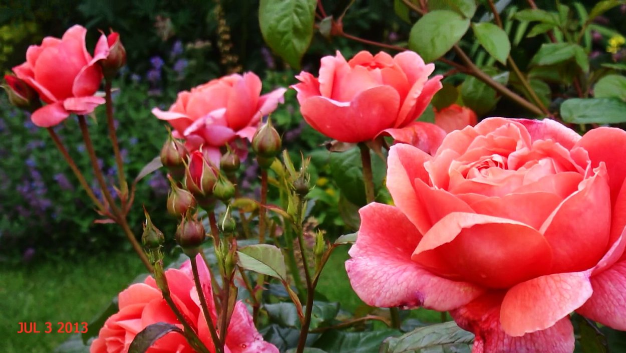 Роза саммер Сонг