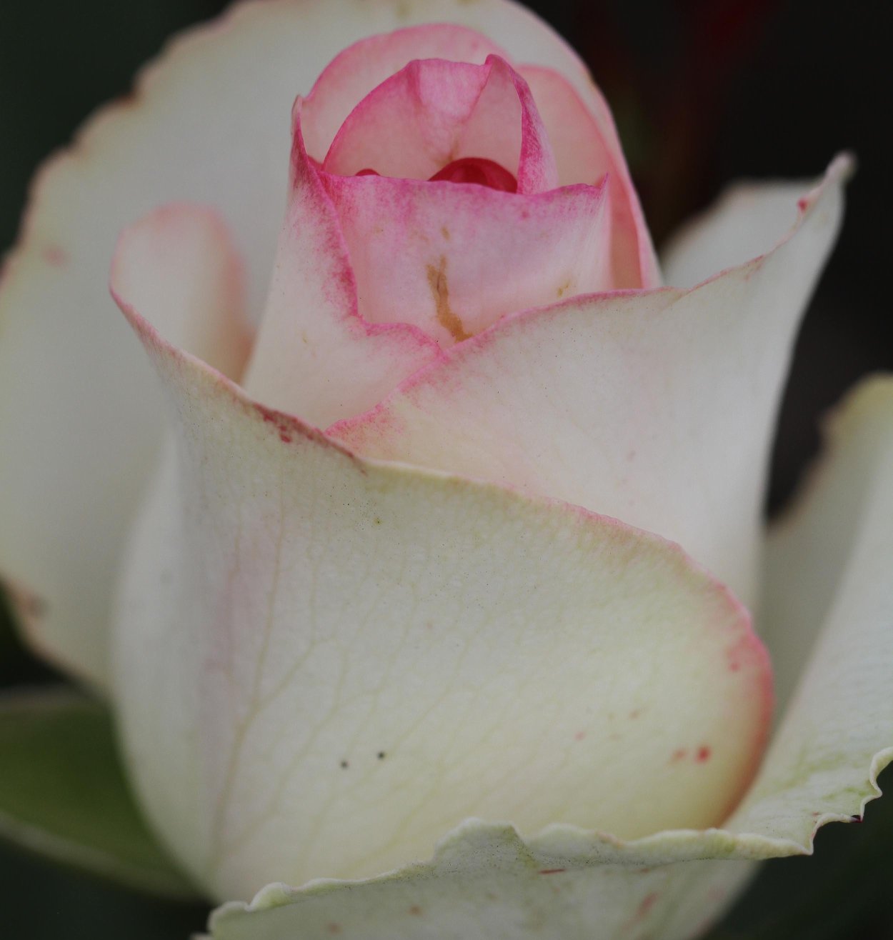 Роза Дольче Вита