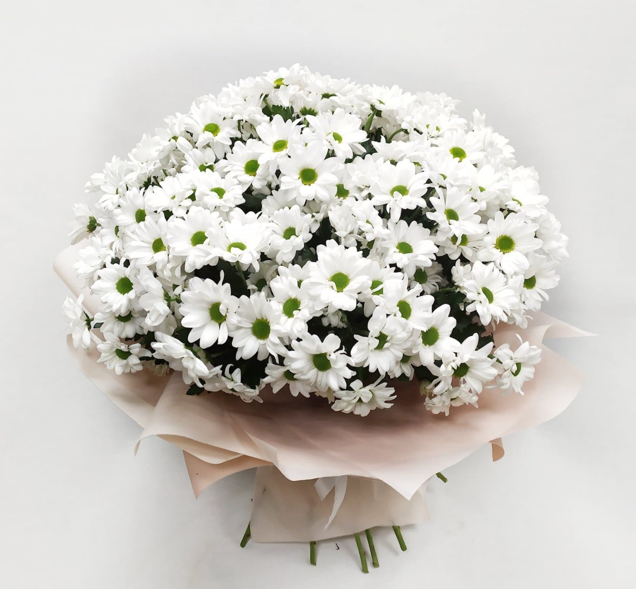 Белая Хризантема бакарди