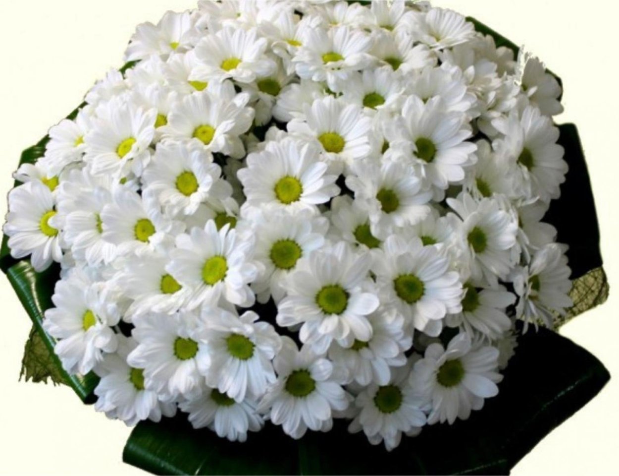 Хризантемы белые с зеленой серединкой