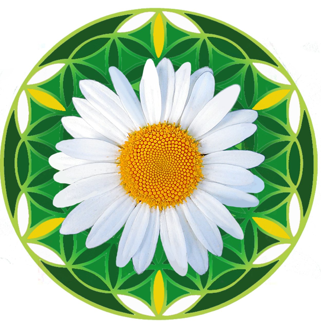 Флаг детского сада Ромашка