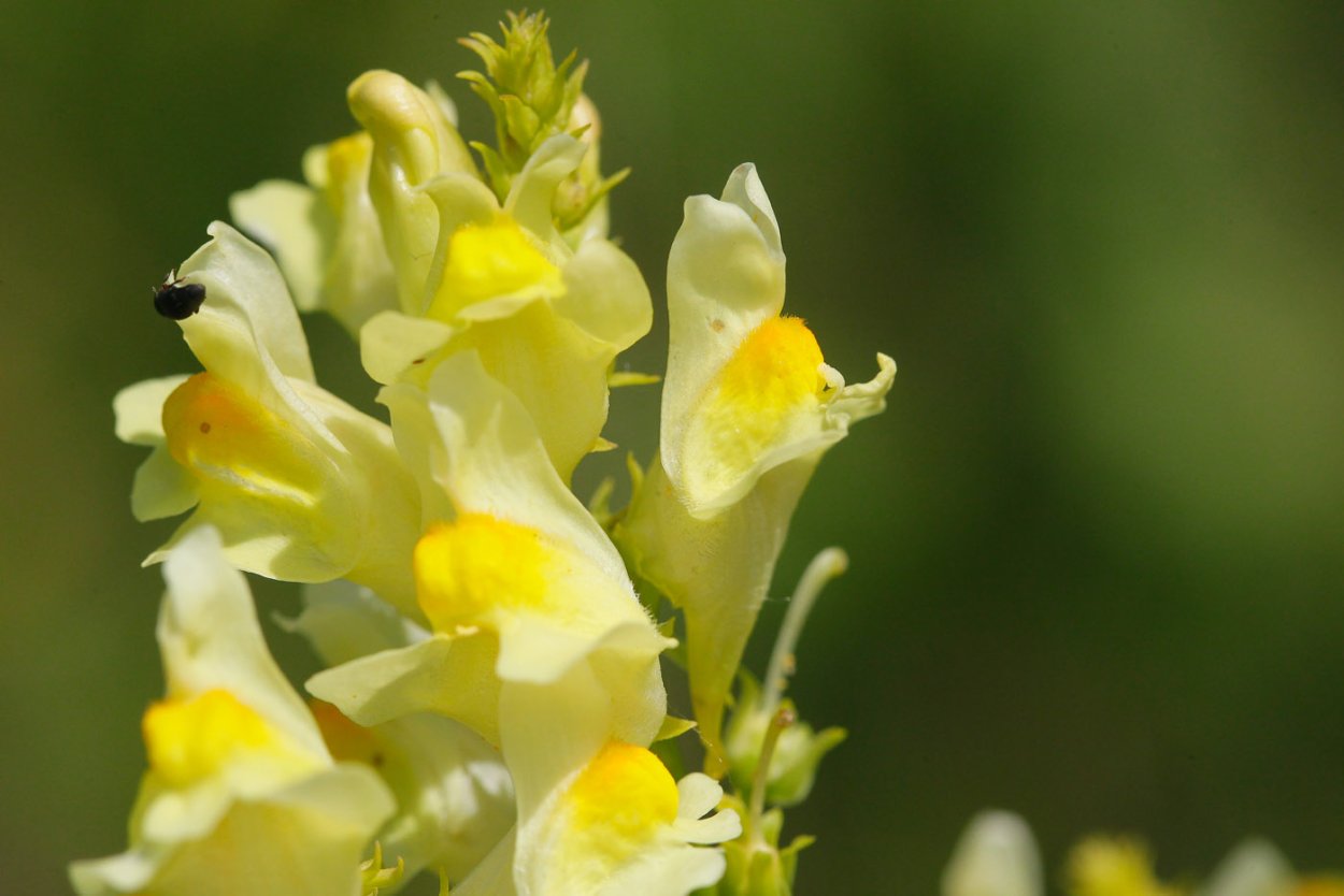 Льнянка обыкновенная