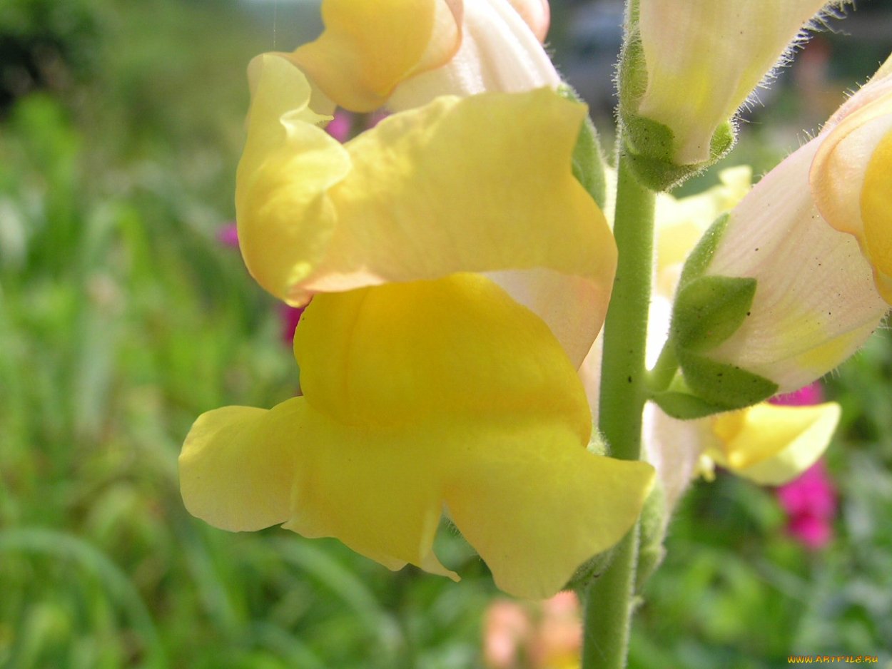 Бутон львиного зева