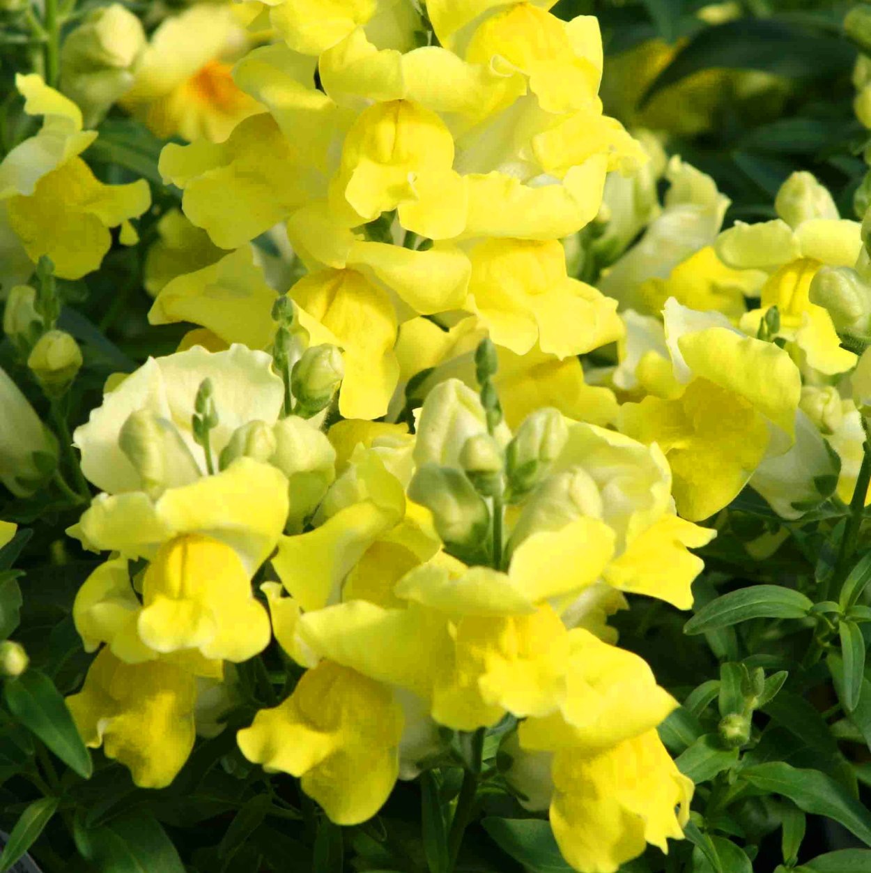 Львиный зев Твинни Вирлет