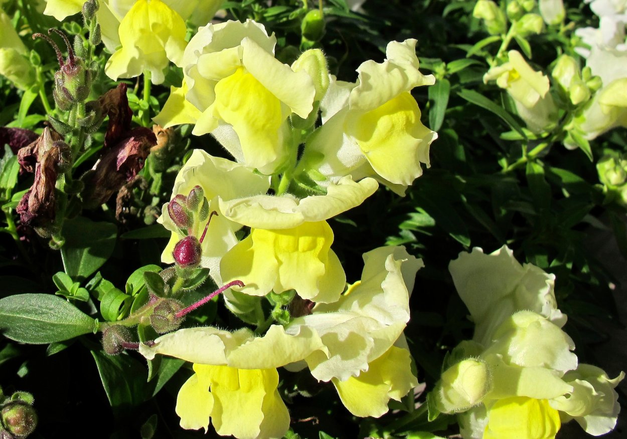 Львиный зев Твинни желтый