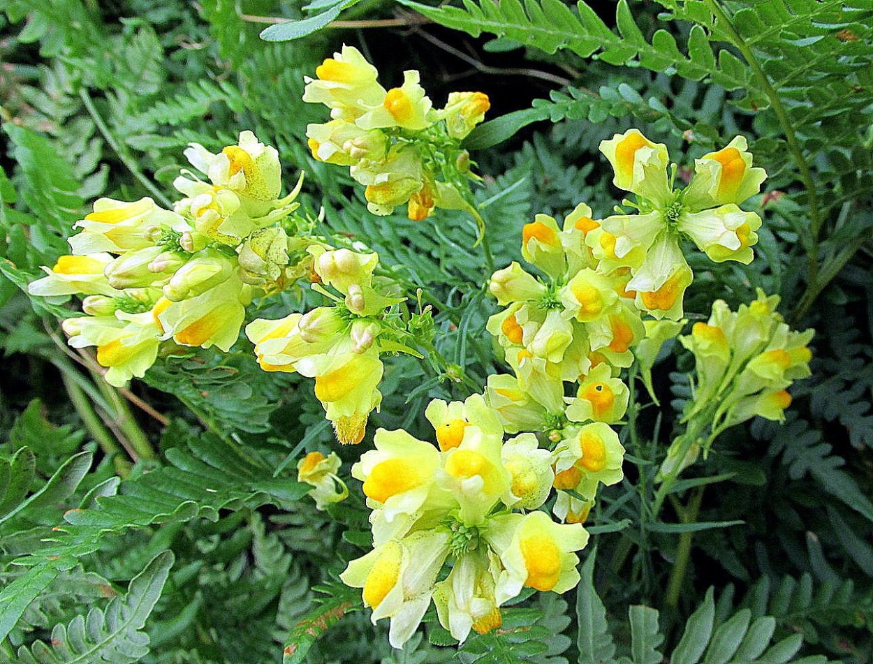 Львиный зев дикий молодые побеги