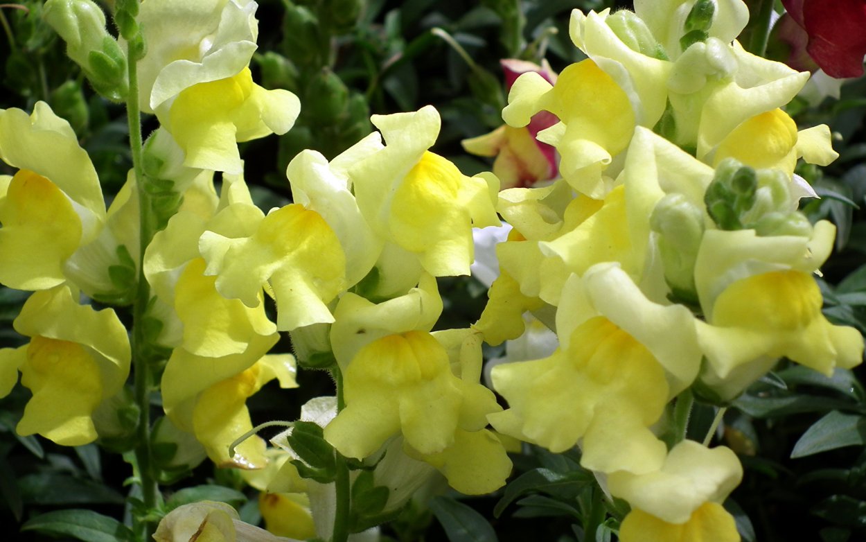 Львиный цветок Антирринум