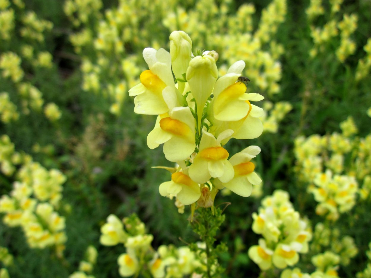 Льнянка Альпийская