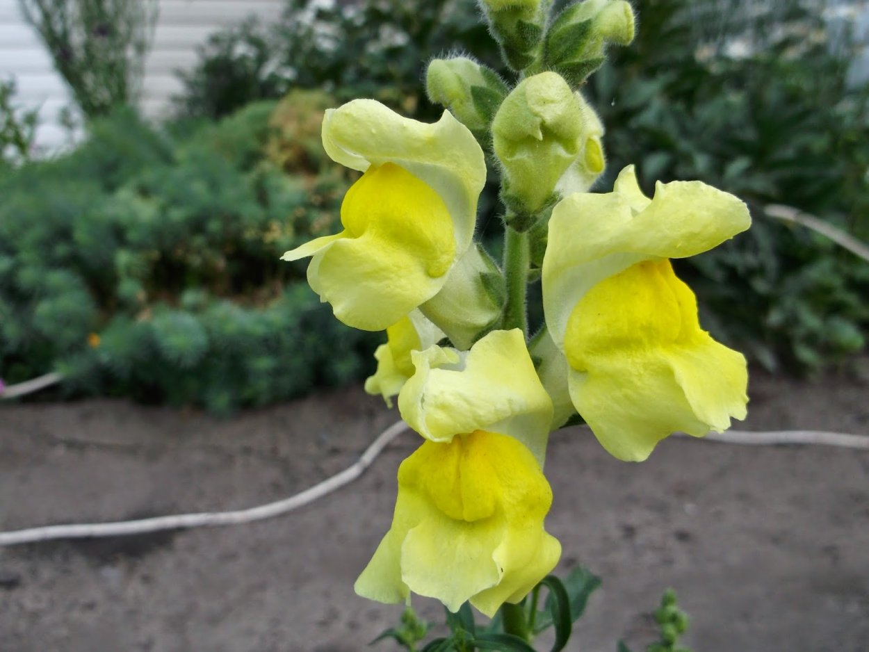 Львиный зев Геншин