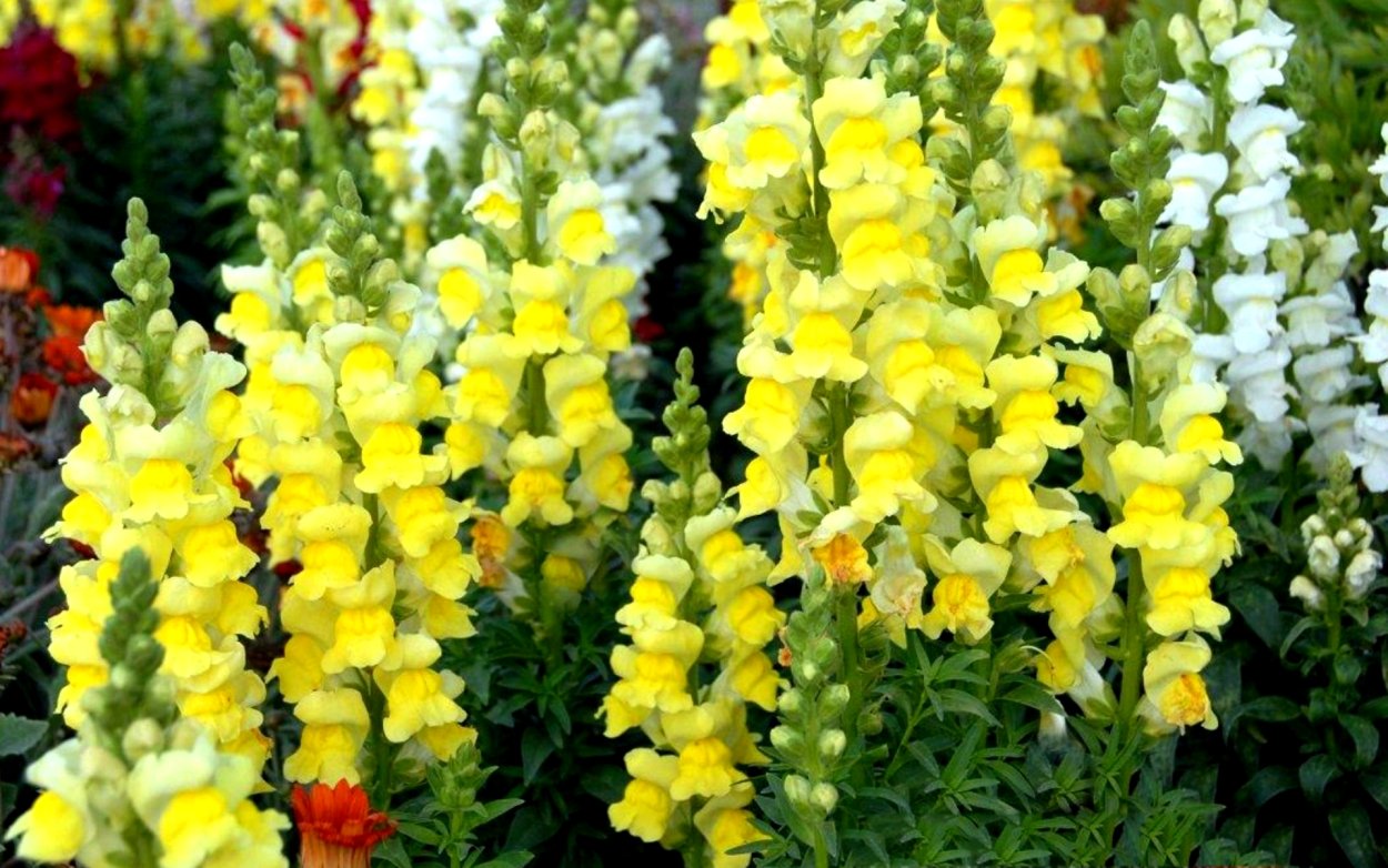 Львиный зев цветок желтый