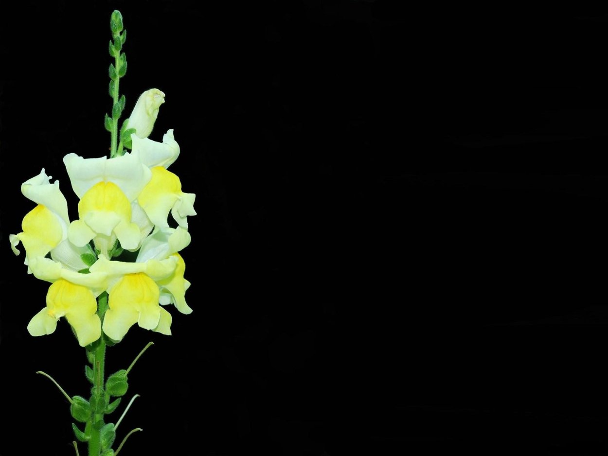 Львиный зев желтый букет