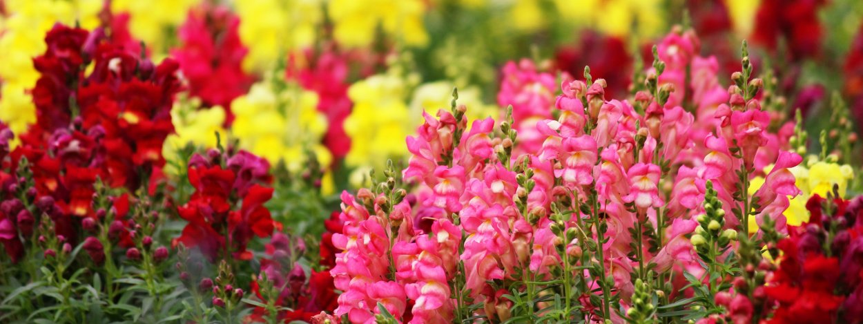 Целозия и львиный зев