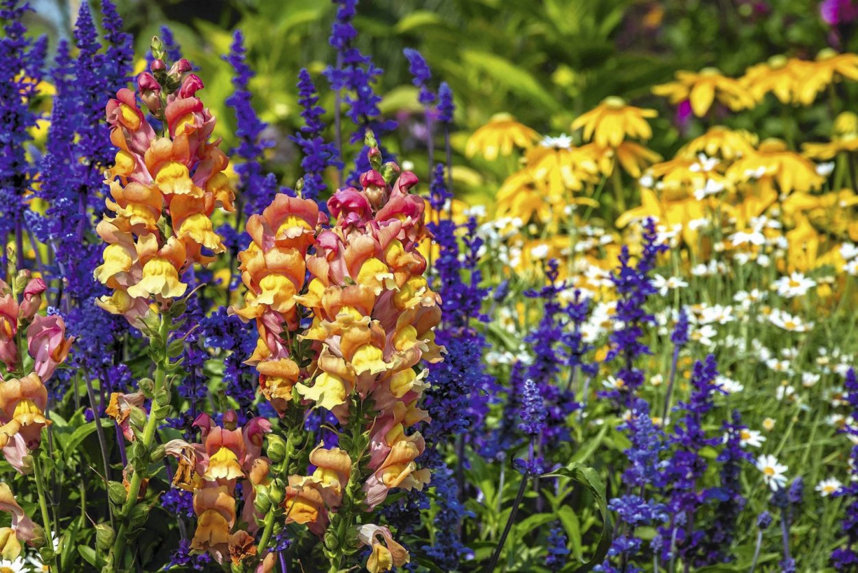Цветы Сальвия и львиный зев