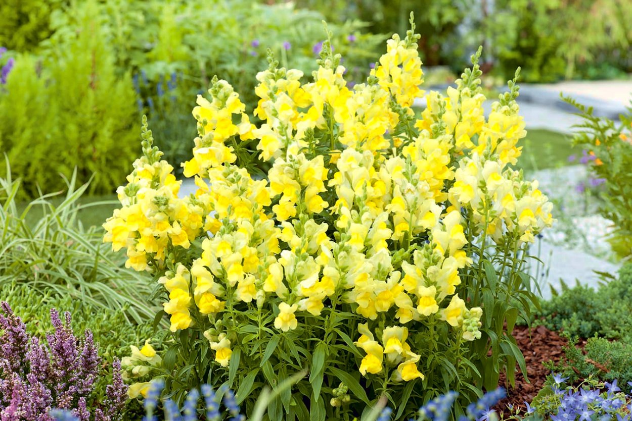 Львиный зев Yellow