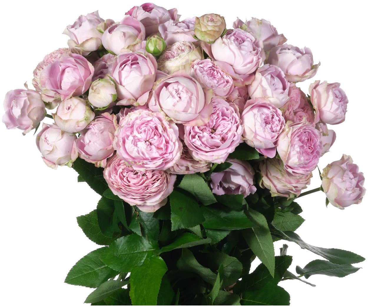 Роза блоссом Бабблс