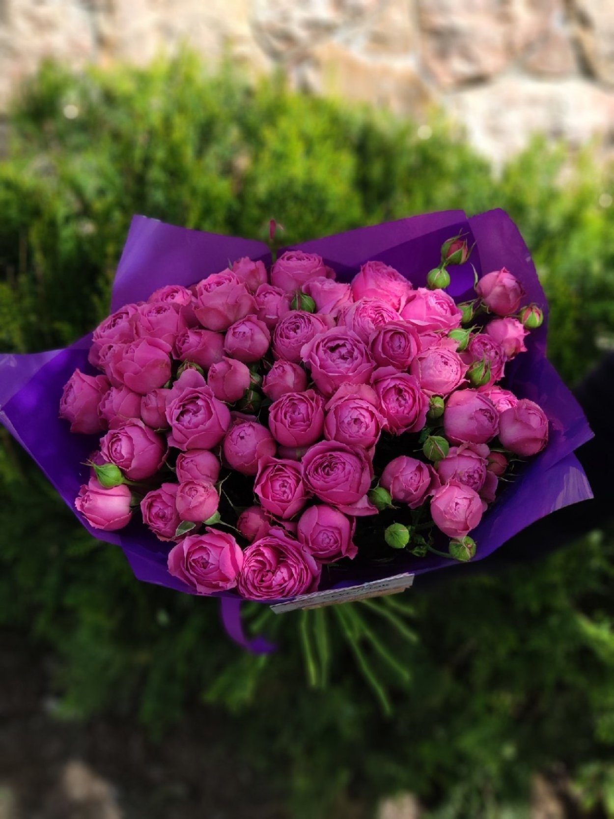 Мистик Бабблз роза