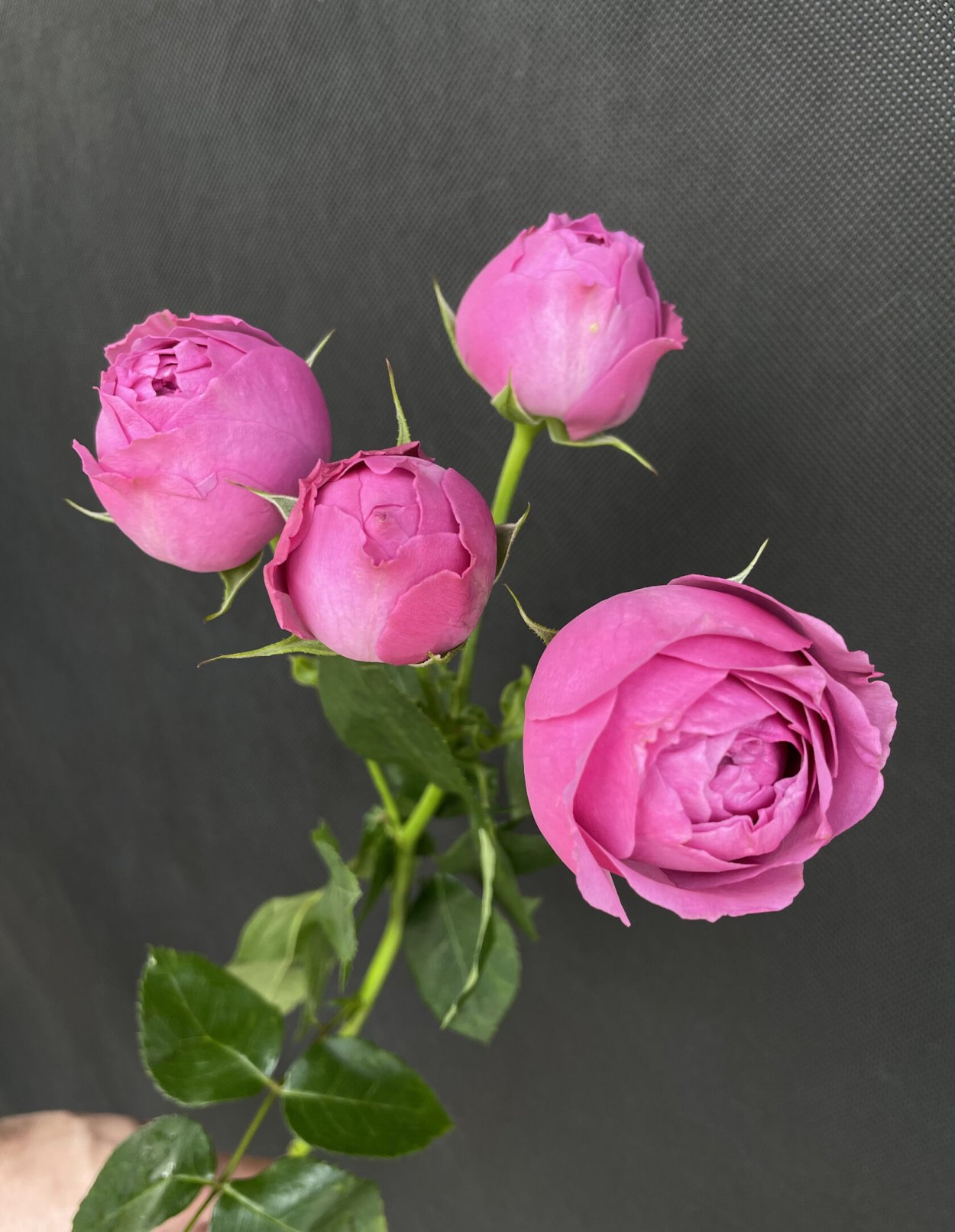 Пионовидная роза Мисти Баблс