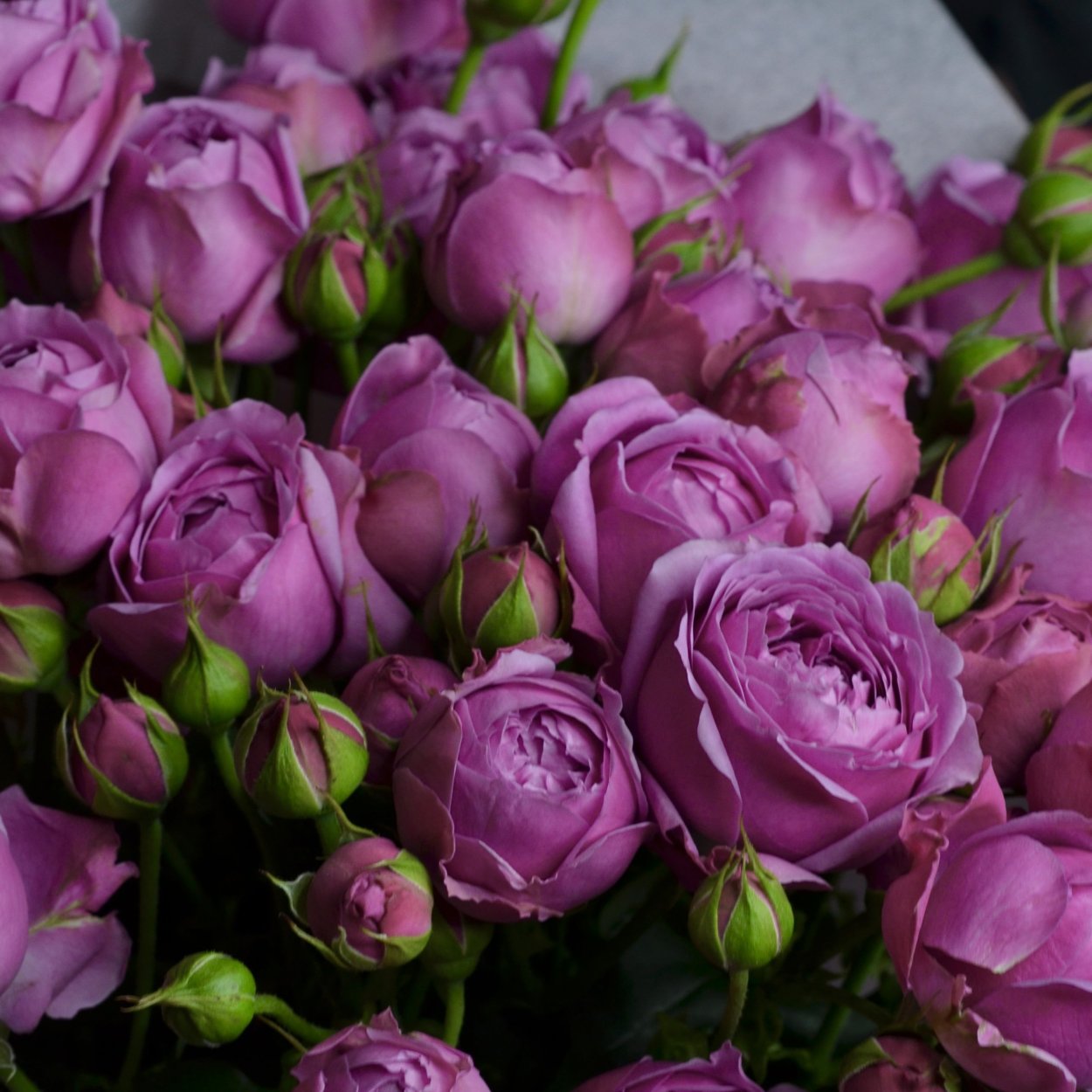 Мисти Баблс роза