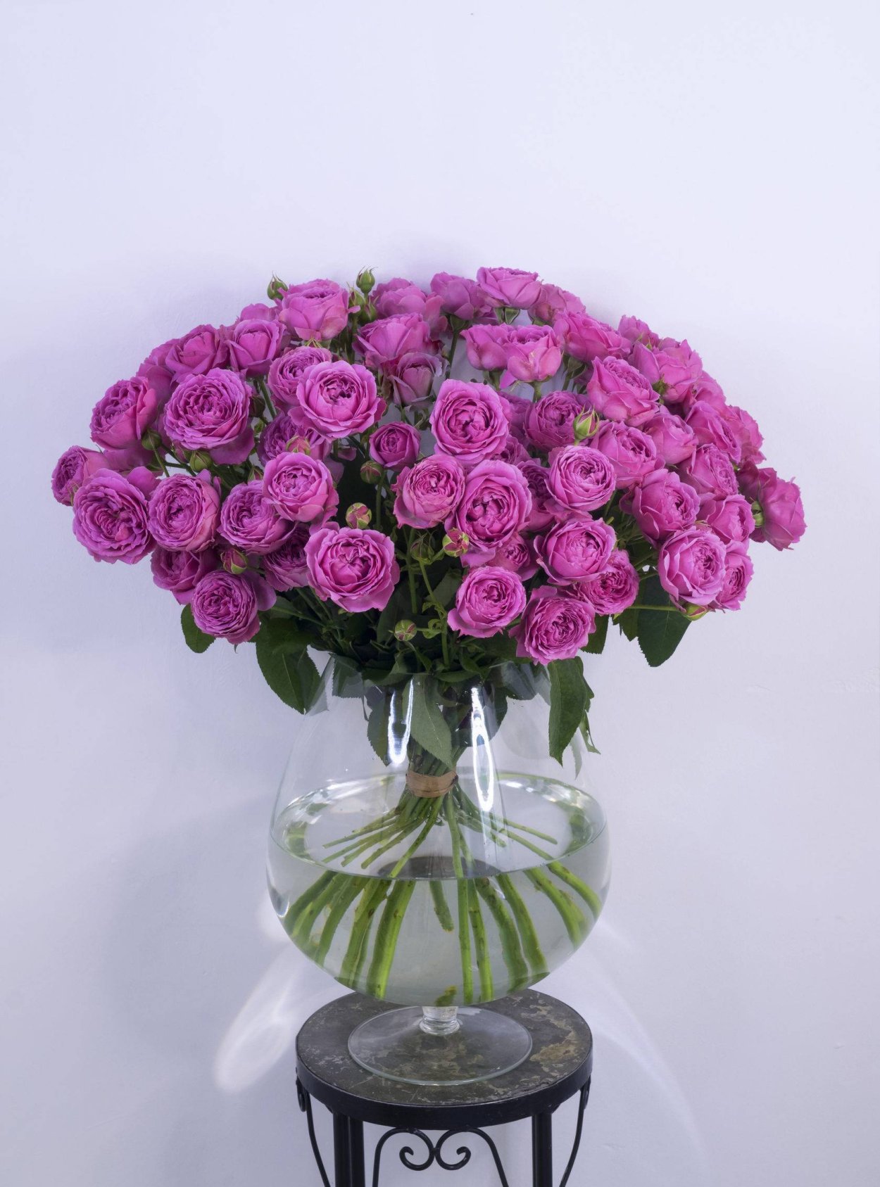 Роза куст Мисти Бабблс