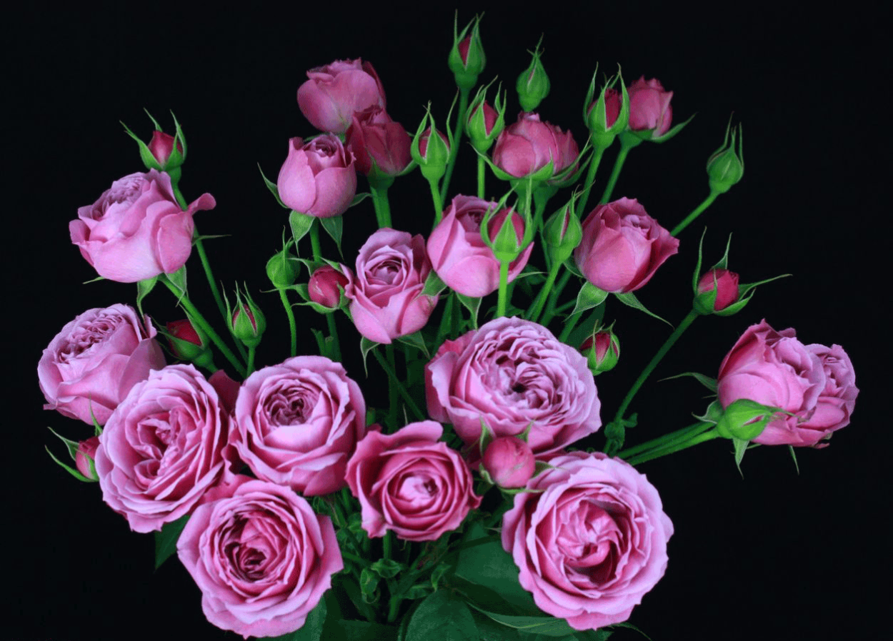 Роза кустовая Мисти Бабблз