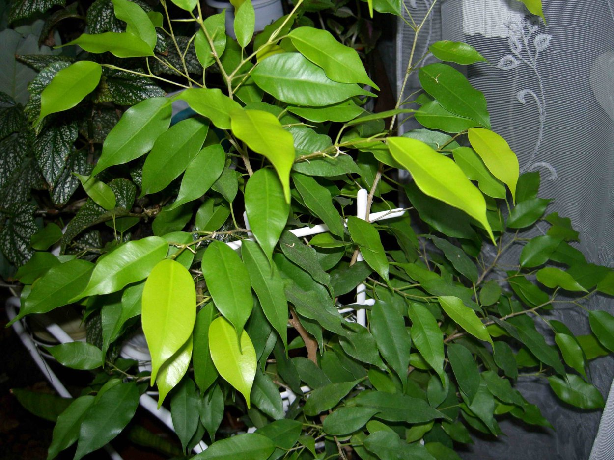 Фикус бенджамина с белыми листьями
