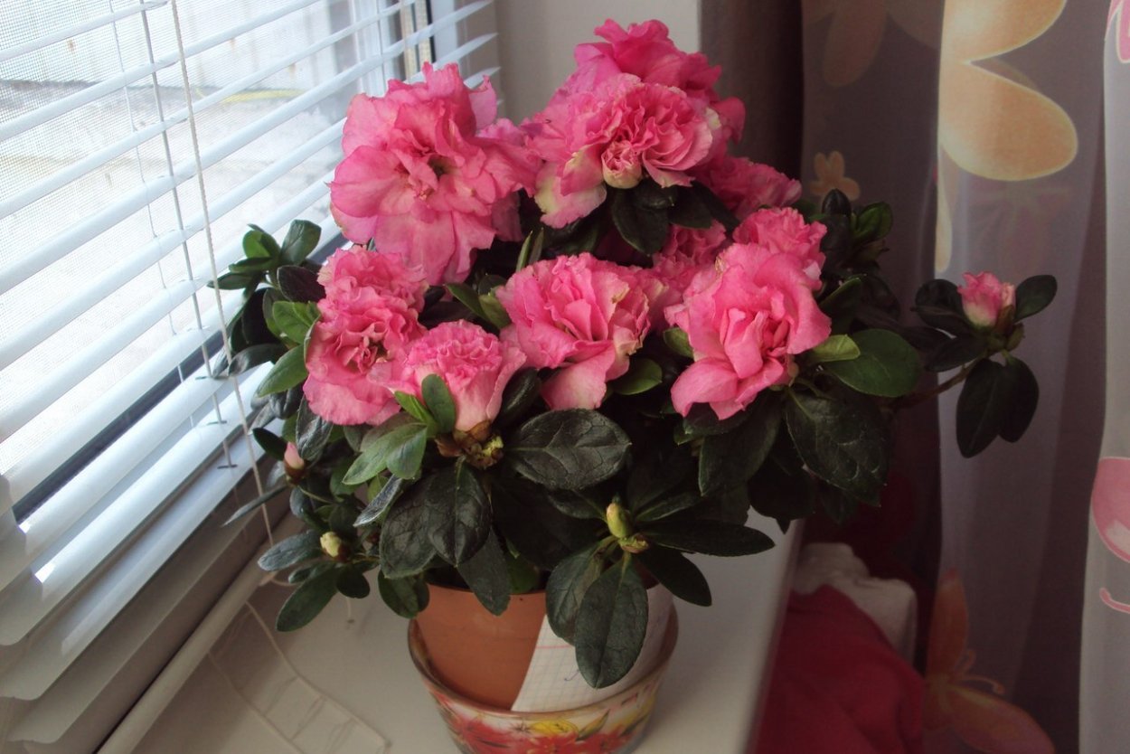 Домашний цветок похожий на розу