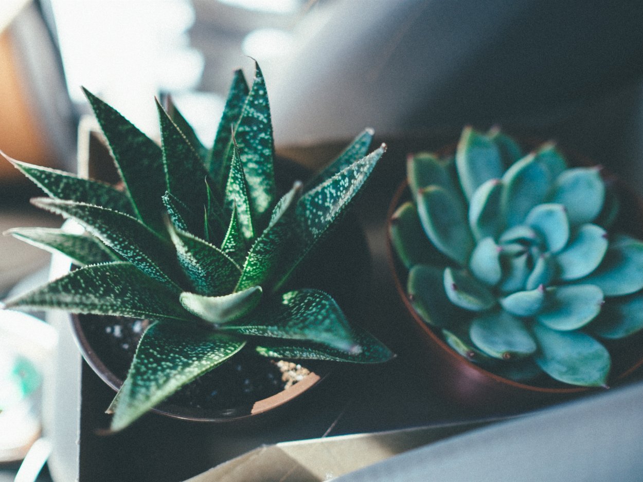 Суккулент хавортия