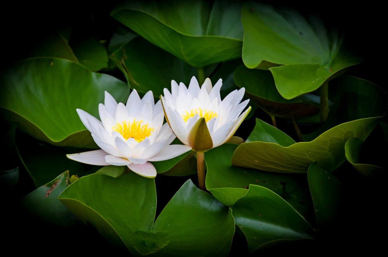 Цветение кувшинок